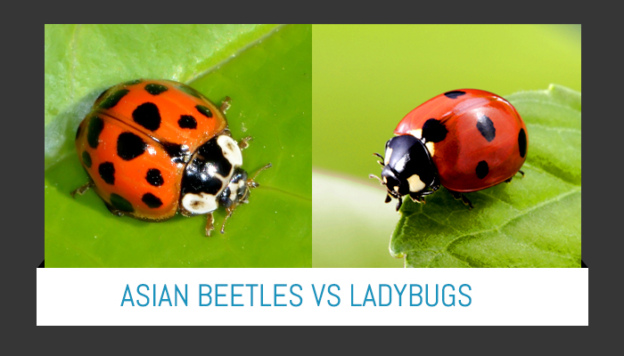 how-to-win-your-battle-against-asian-lady-beetles-infographic